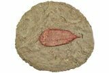 Red Dalmanitid (Ormathops) Trilobite - Zagora, Morocco #233423-1